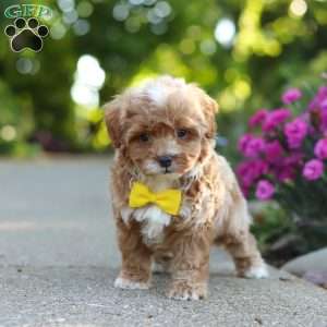 Brady, Cavapoo Puppy